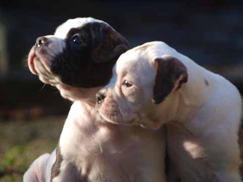 amerikaanse bulldog pup